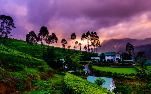 Nuwara Eliya & Tea Plantation