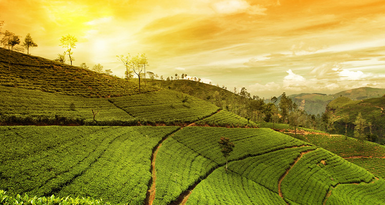 Hill Country Escapes