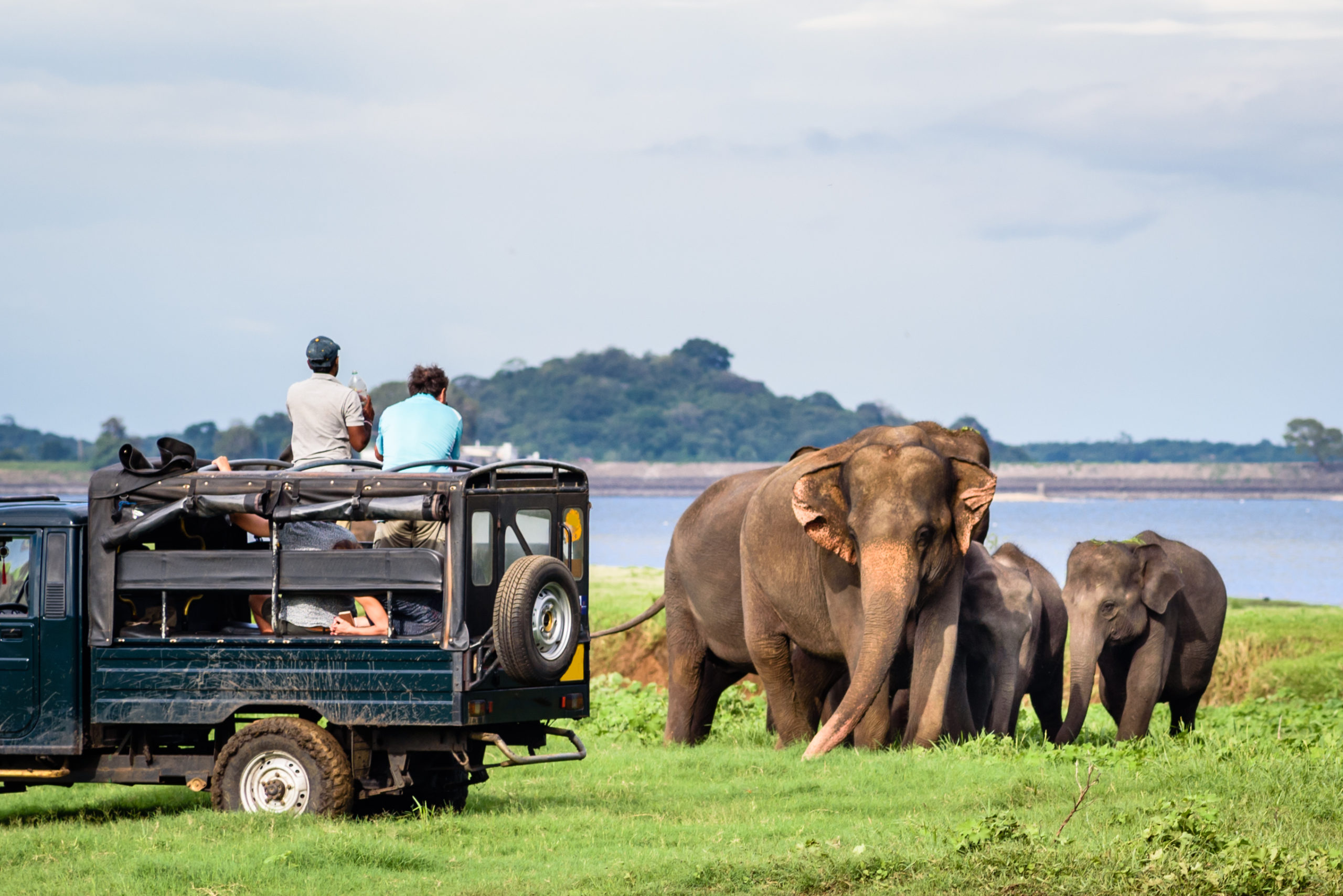 Wildlife & Safaris
